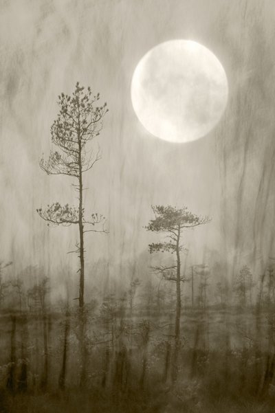 Misty Moon Over - Livro de Christina Sillen