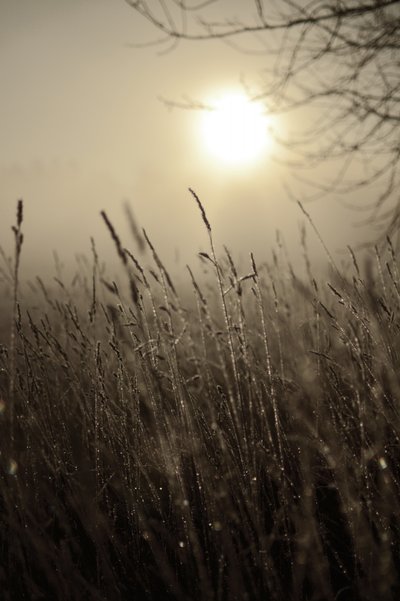 Sol matinal enevoado de Christina Sillen