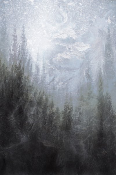 Floresta de Inverno Envolvida em Nevoeiro de Christina Sillen