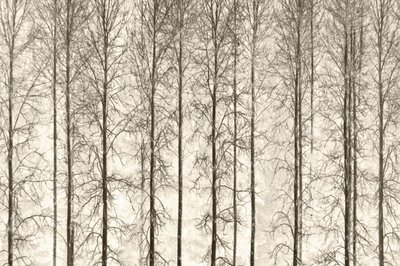 Árvores de inverno a preto e branco de Christina Sillen