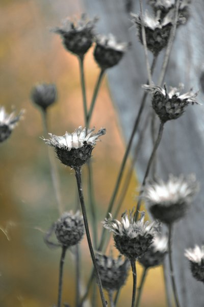 Cardo-bravo em tons suaves de Christina Sillen