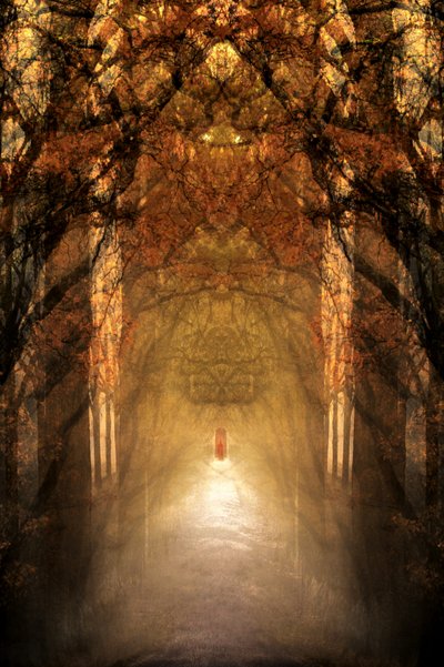Túnel da Floresta Mística de Christina Sillen