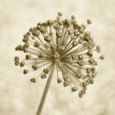 Esfera de Allium Sépia de Christina Sillen
