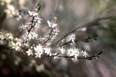Flor de amora de Christina Sillen