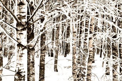 Floresta de bétulas nevada de Christina Sillen