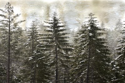 Floresta nevada no inverno de Christina Sillen