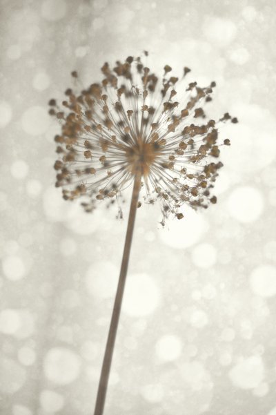 Flor delicada de alho de Christina Sillen