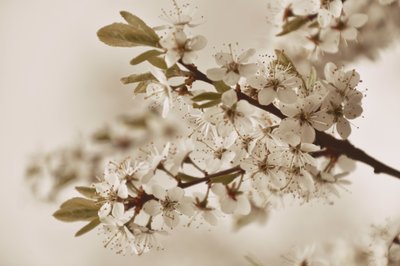 Flores brancas e delicadas de Christina Sillen