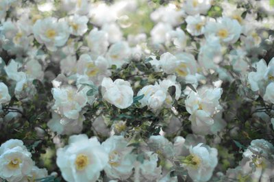 Rosas brancas delicadas de Christina Sillen