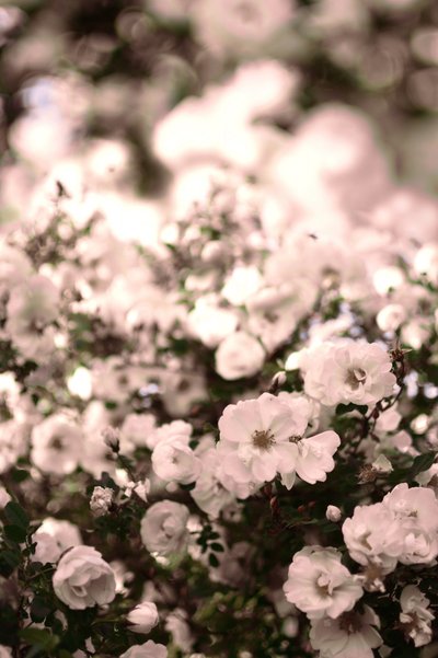 Rosas brancas delicadas de Christina Sillen