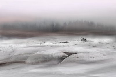 Árvore solitária de inverno de Christina Sillen