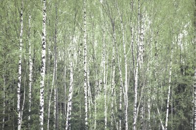 Floresta de bétulas na primavera de Christina Sillen