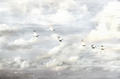 Cisnes em voo de Christina Sillen