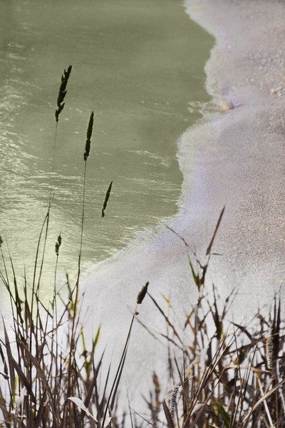 Relva da costa tranquila de Christina Sillen
