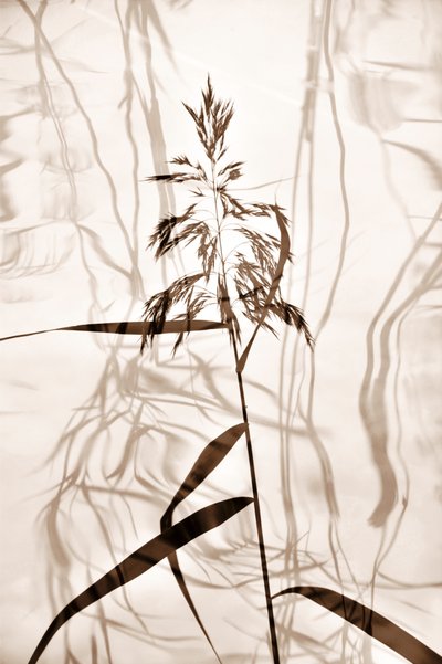 Sombras de Juncos Sussurrantes de Christina Sillen