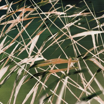 Resumo de «Whispering Reeds» de Christina Sillen