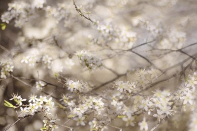 Flores brancas da primavera de Christina Sillen