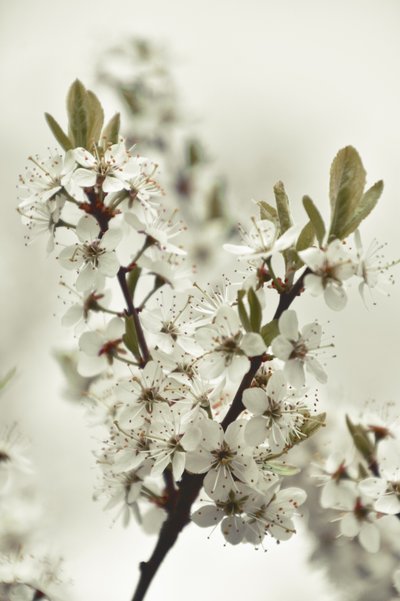 Flores brancas da primavera de Christina Sillen