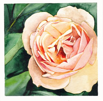 Rosa Pêssego Suave de Christine Lindstrom