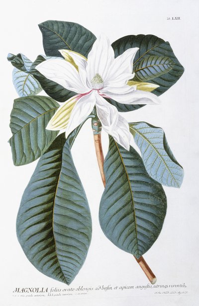 Magnólia, 1750-1773 de Christoph Jacob Trew