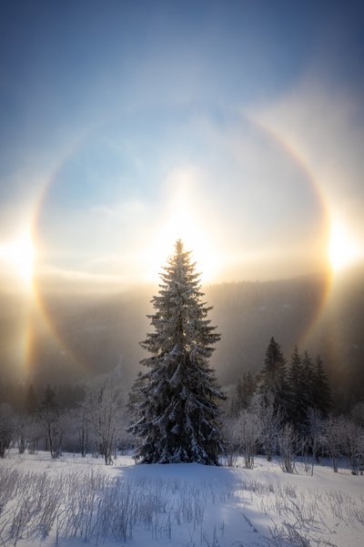 Árvore coberta de neve com auréola solar de Christoph Schaarschmidt