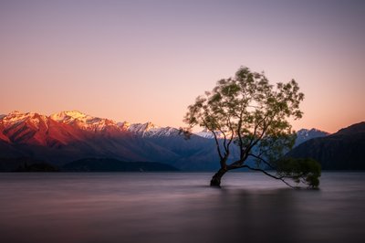Lago do Crepúsculo e Árvore Solitária de Christoph Schaarschmidt