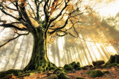 Raios de sol na floresta enevoada de Christophe Kiciak