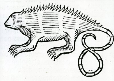 Iguana da "História Geral das Índias" 1547 de Christopher Columbus