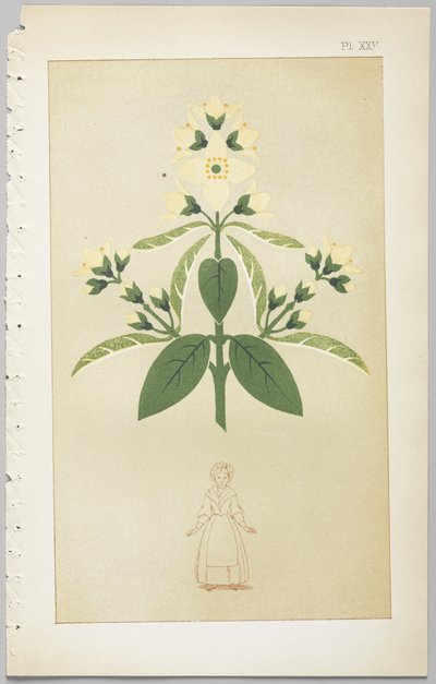 A arte do design decorativo: com um apêndice, dando as horas do dia em que as flores abrem, publicado pela Day & Son, Londres, 1862 de Christopher Dresser