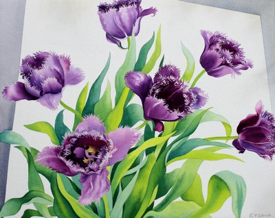 Tulipas roxas da franja (aguarela no papel) de Christopher Ryland