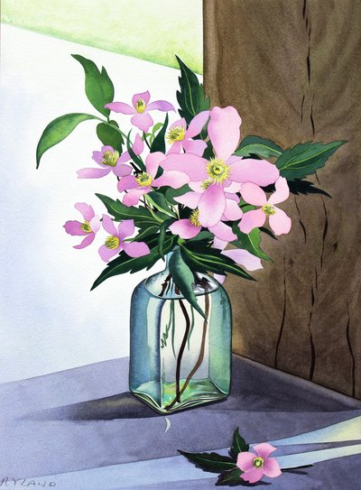Still Life Pink Clematis (aguarela sobre papel) de Christopher Ryland