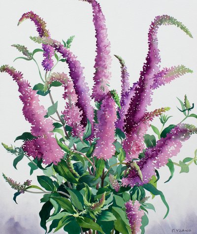 Buddleia selvagem de Christopher Ryland