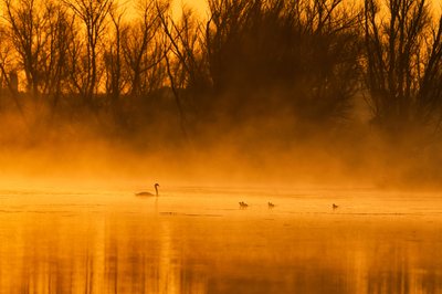 A Família dos Cisnes na Hora Dourada de Chuanxu Ren