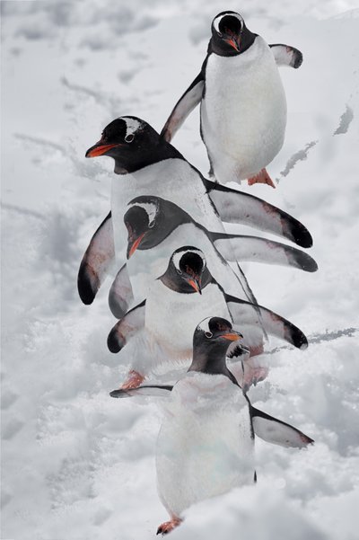 Pinguins na neve de Chuanxu Ren