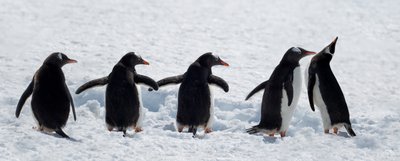 Pinguins num passeio pela neve de Chuanxu Ren