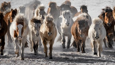 A investida dos cavalos selvagens de Chuanxu Ren