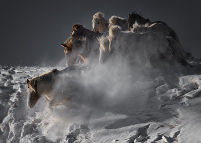 Cavalos selvagens na neve de Chuanxu Ren