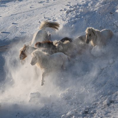 Cavalos selvagens a correr na neve de Chuanxu Ren