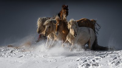 Cavalos selvagens a correr na neve de Chuanxu Ren