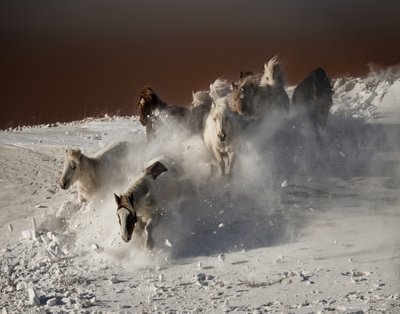 Corrida na Neve dos Cavalos Selvagens de Chuanxu Ren