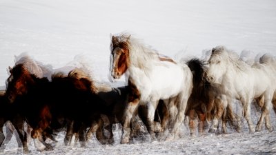 Cavalos selvagens em movimento no inverno de Chuanxu Ren