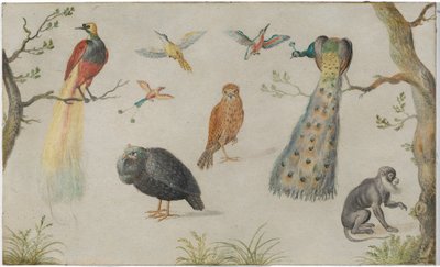 Estudo de pássaros e macacos de Circle of Jan van Kessel the Elder