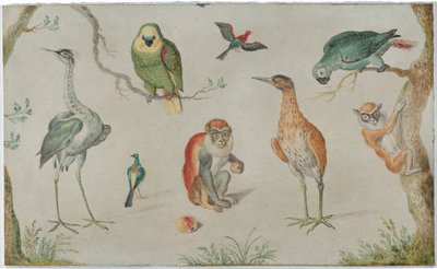 Estudo de pássaros e macacos de Circle of Jan van Kessel the Elder