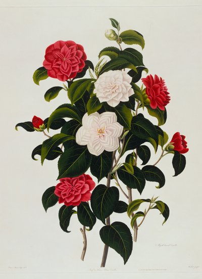 Camélia Blush de Buff ou Hume: camélia com folhas de murta, gravada por Weddell, 1819 de Clara Maria Pope