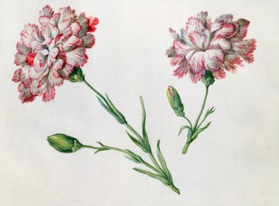 Cravos de Claude Aubriet