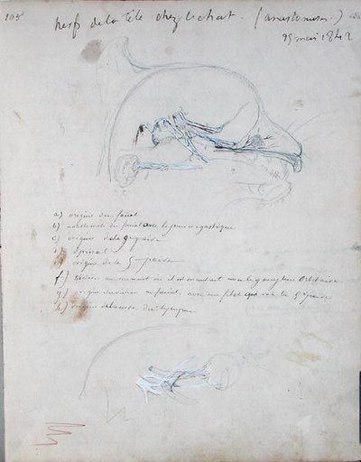 Sistema nervoso na cabeça de um gato, maio de 1842 (lápis sobre papel) de Claude Bernard