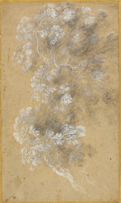 Esboço de folhagem e ramos de Claude Lorrain