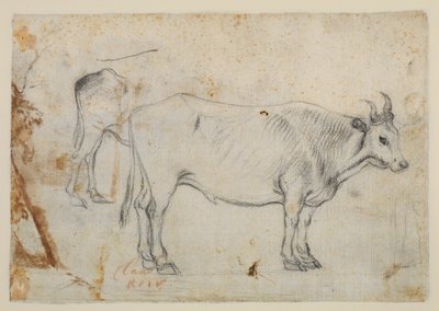 Estudo de um boi de Claude Lorrain
