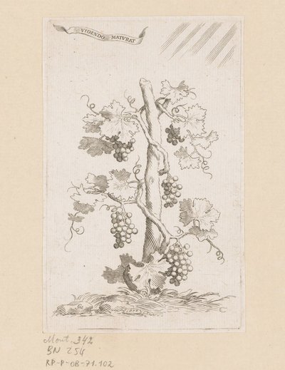 Viticultura de Claude Mellan