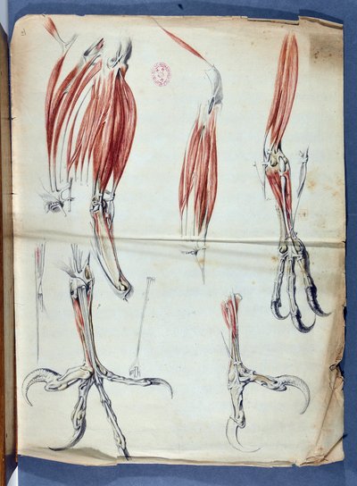 Anatomia de uma cata de águia publicada em "Memoires pour servir a l